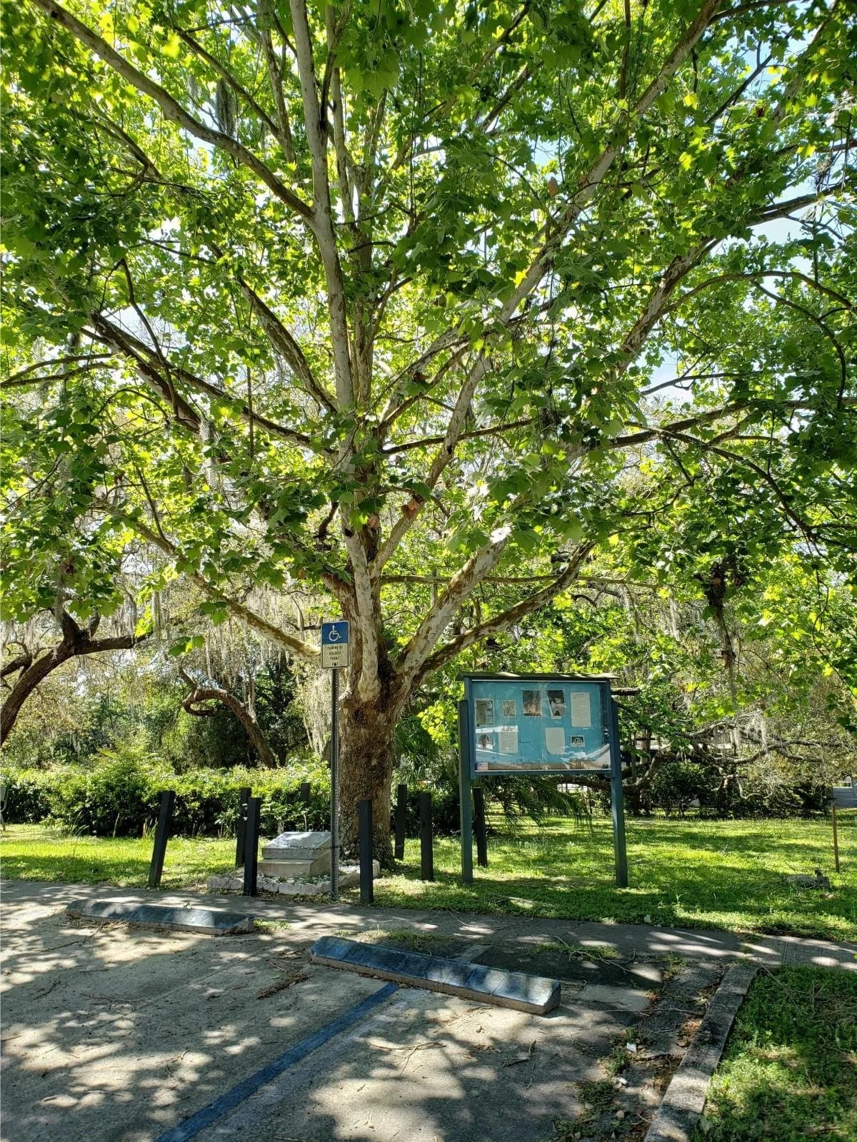 Keystone Heights “Moon Tree”